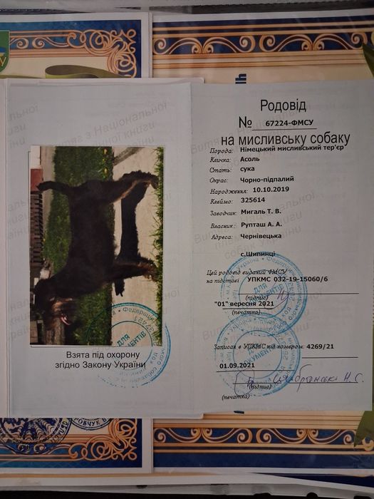 Ягдтер'єр цуценята