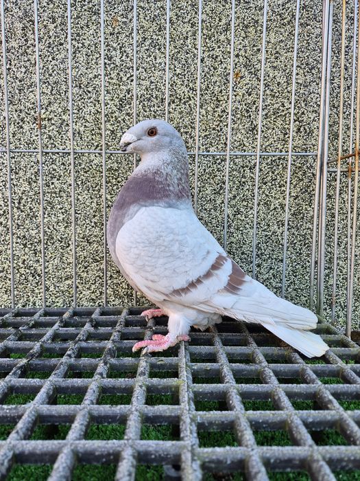 Show racer gołębie