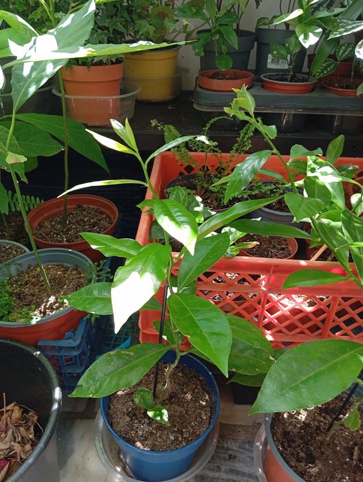 Planta ora pro nobis