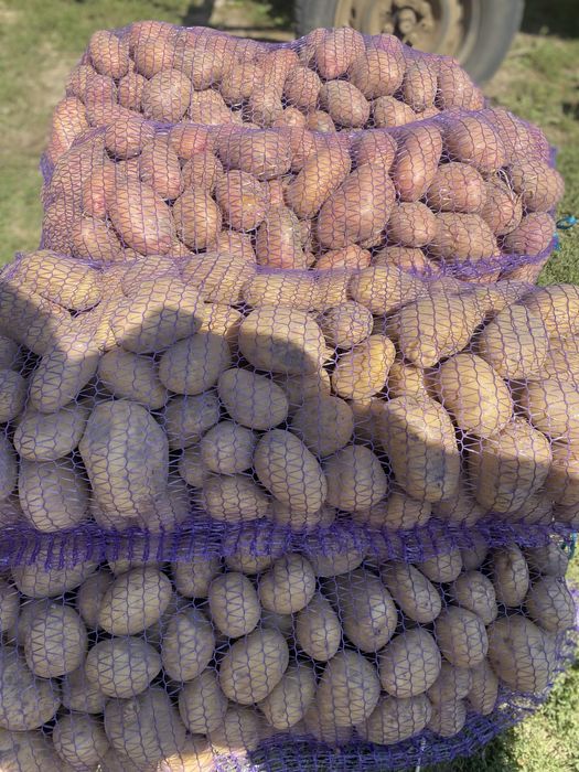 Продам картоплю Сокаль Червоноград