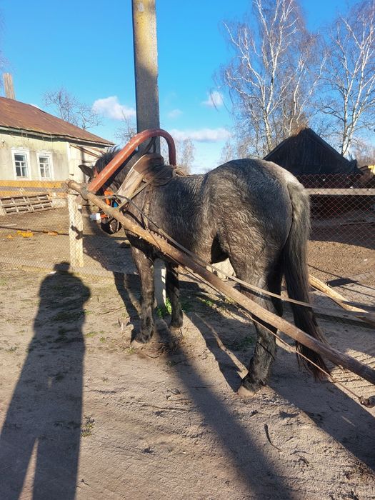 Продам Кобылу!трі рокі!