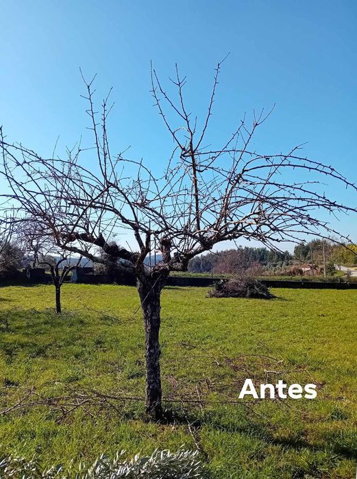 Limpezas de terrenos e podas de árvores