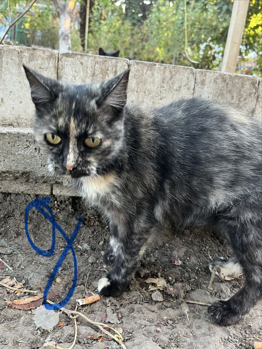 Коты и кошки в добрые руки