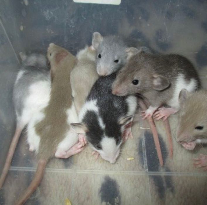 крыски самки и самци