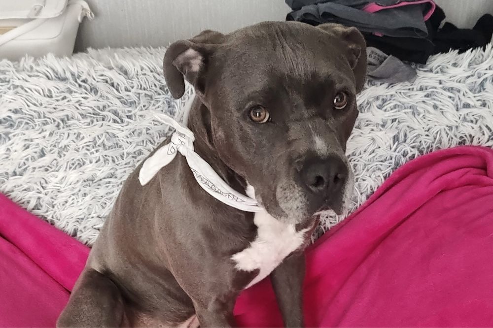 Oddam za darmo – 8-letni amstaff Rolo