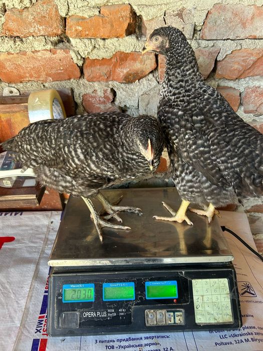 Курочки несучки крос Домінант