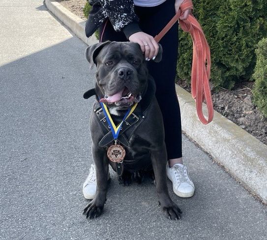 Кабель кане-корсо вʼязка