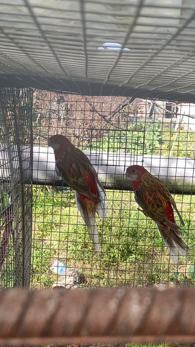 Ring neks reprodutores