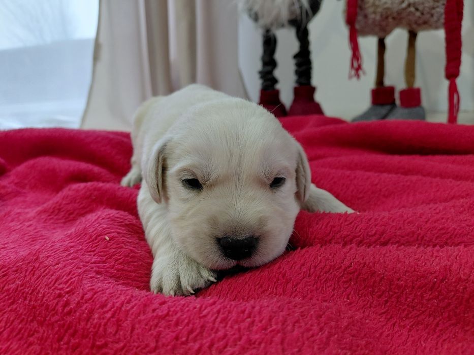 Labrador Retriever, zapraszam do rezerwacji