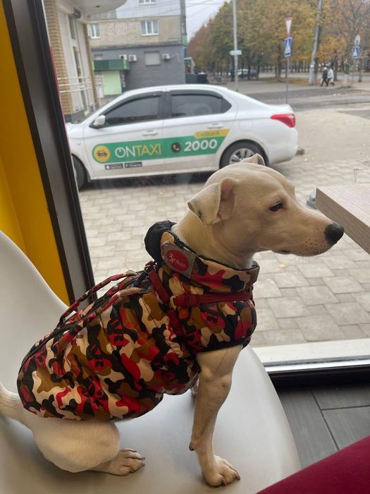 Потерялся Джек Рассел белый