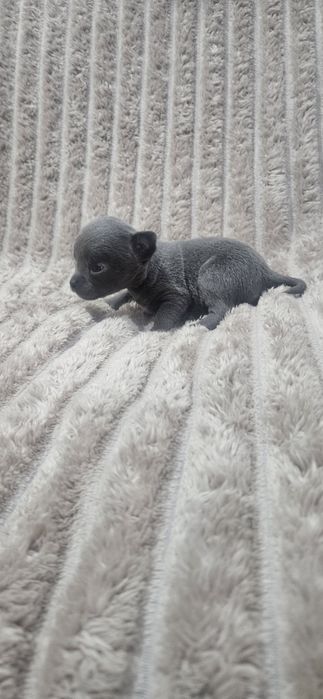 Chihuahua śliczny niebieski piesek