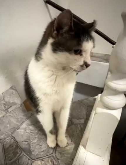 SPAJDEREK – kot, o którego nikt nie pyta