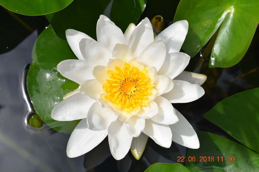 Plantas Aquáticas