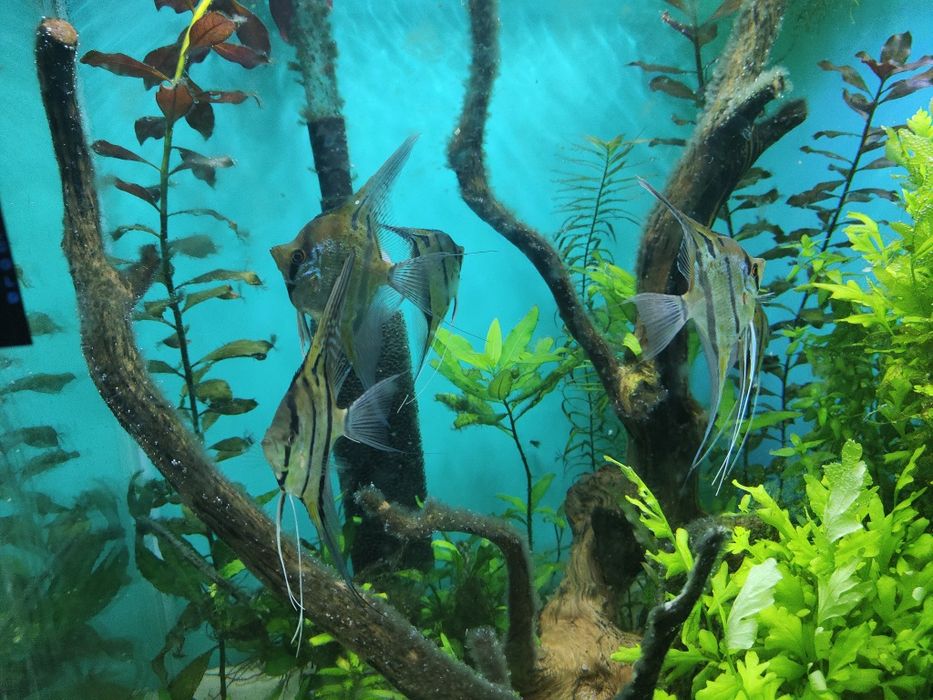 Skalary Peru altum F2