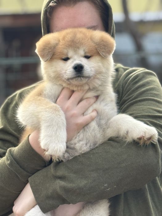 Акіта , акіта іну цуценята з міжнародного розплідника FCI