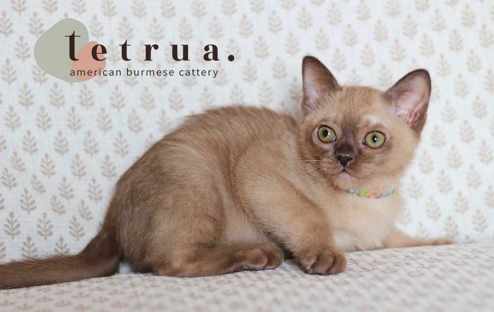 Харизматичная девочка американской бурмы!