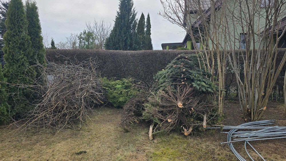 Oddam za darmo gałęzie