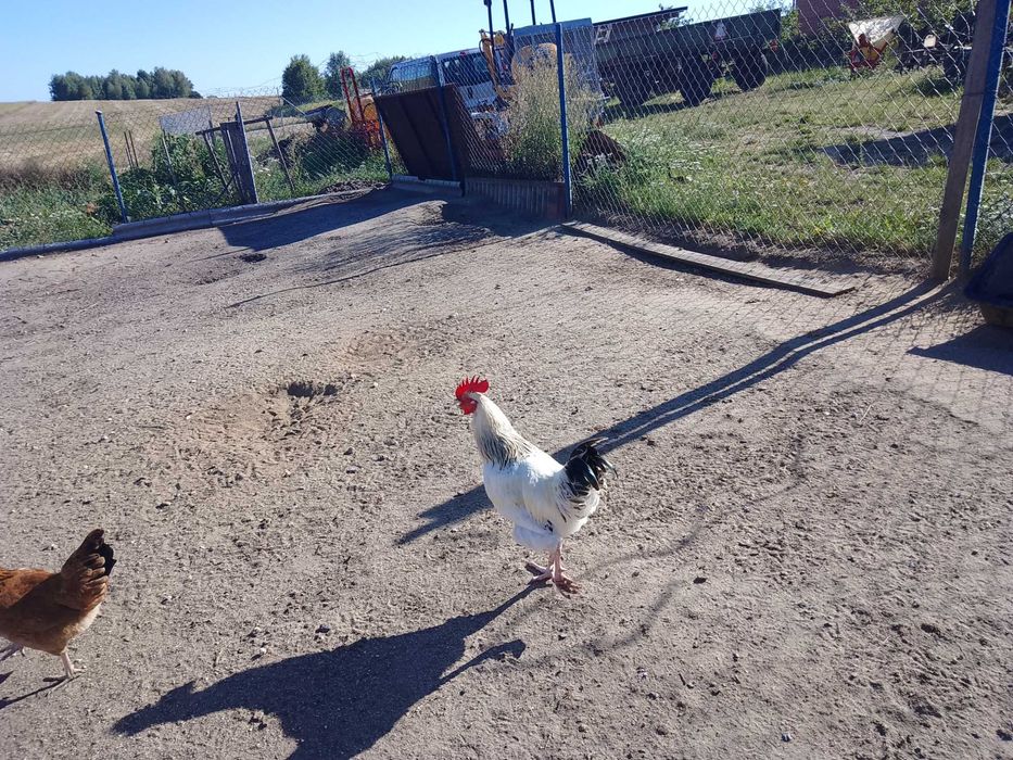 Kogut młode sprzedam