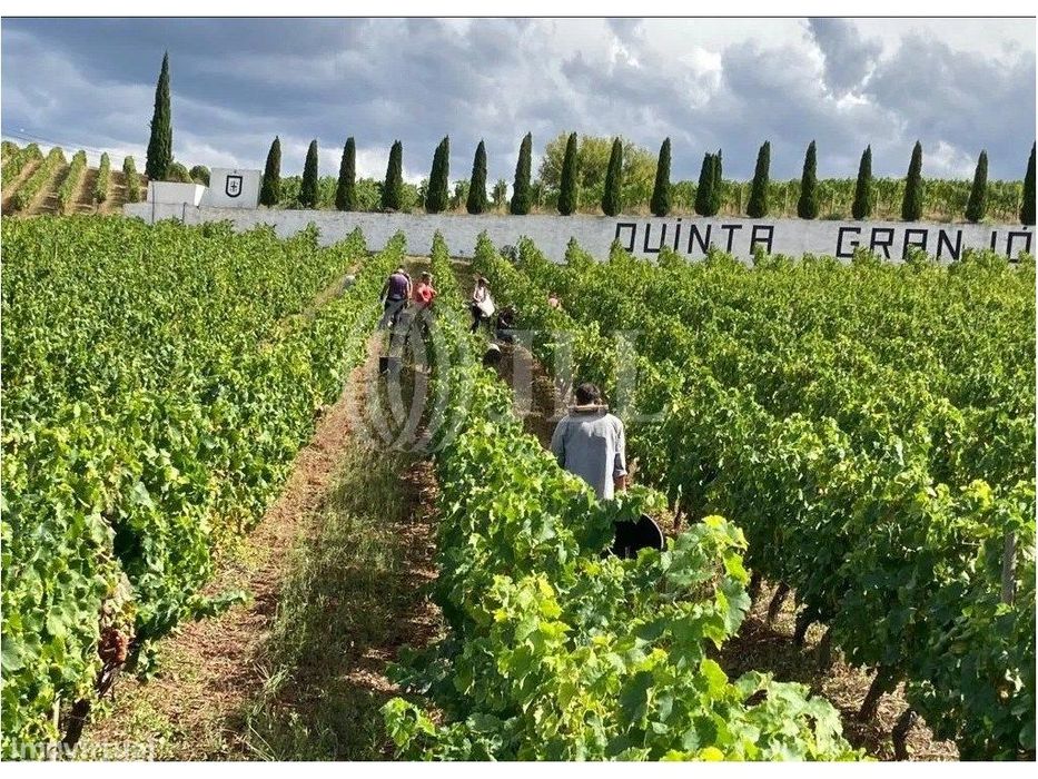 Quinta com 9 hectares, no Alto Douro Vinhateiro, Porto