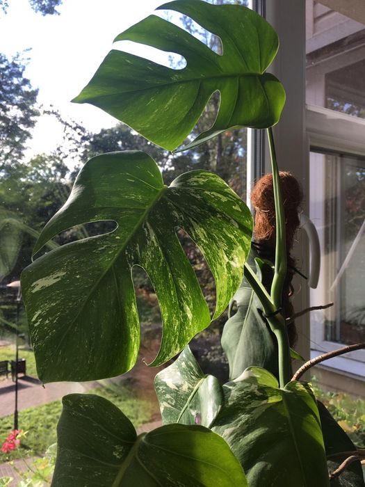 Монстера вариегантная