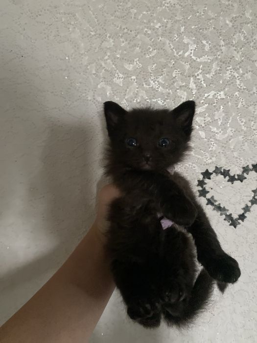 Продаю кошеняток
