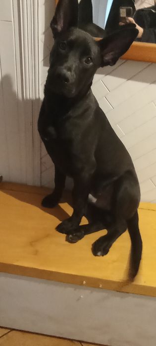 Oddam 7 miesięcznego psa ZA DARMO