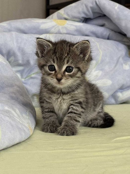 Наймиліше котеня шукає родину