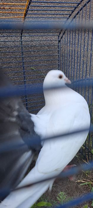 Sprzedam pawie z czarnymi ogonami