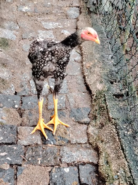 Galinhas Índio Gigante