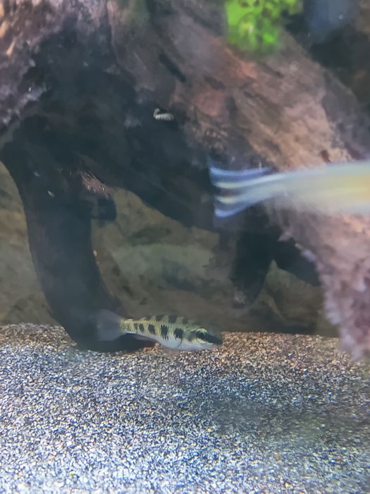 Ciclídeos dicrossus filamentosus