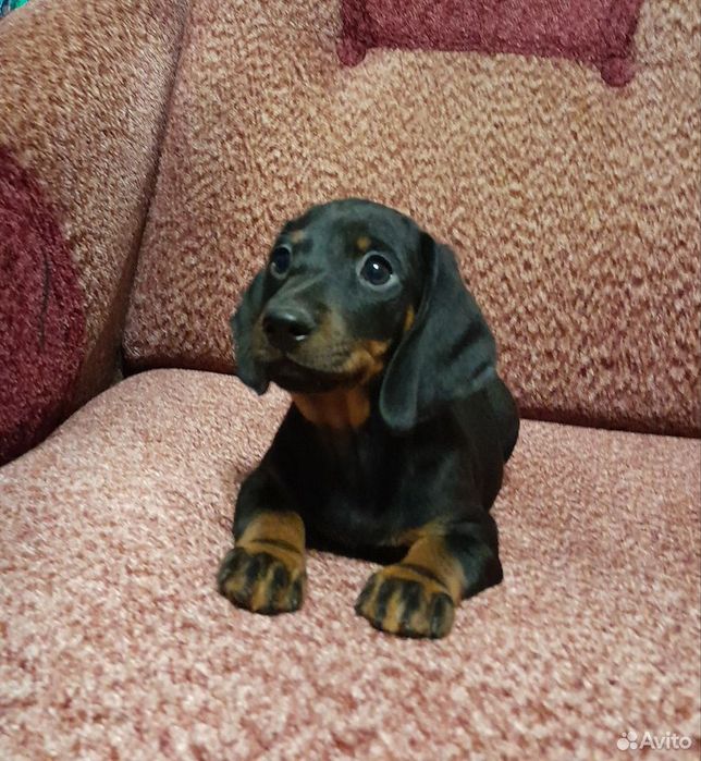 Подаруйте собі щастя – щеня такси