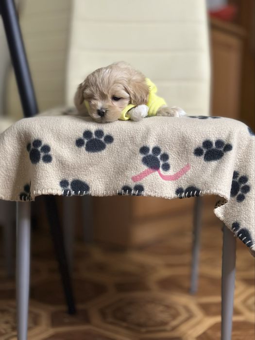 Крошка на долоньку, породисті мальтипу ;) мальтіпу ф1