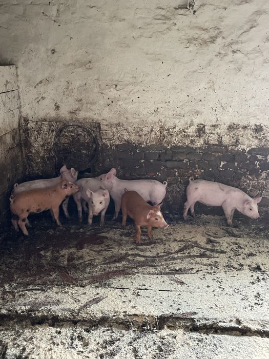 Продаються поросята : Свиноматка Ф1, кнур Петрен, Дюрок, максимус