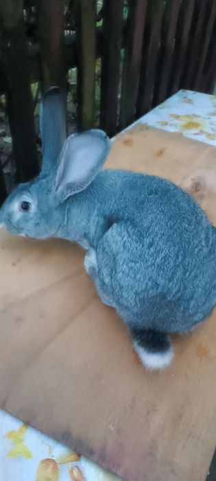 Кролі різних порід