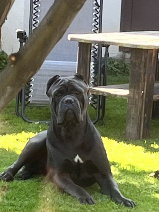 Кане Корсо для вʼязки