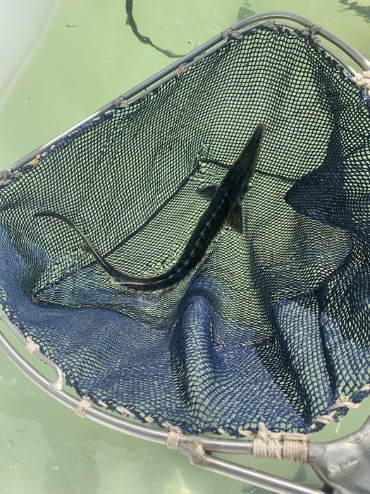 Amury narybek amura amur czysty staw ryby kroczek