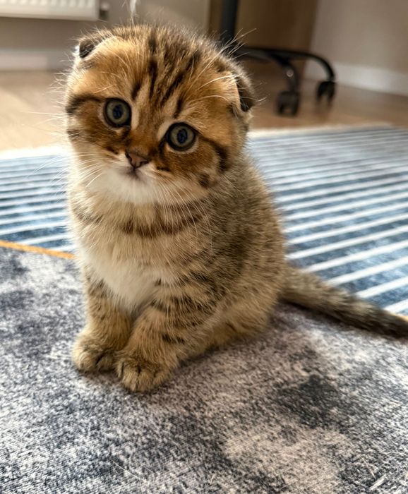 Продам кошенят скотіш фолд