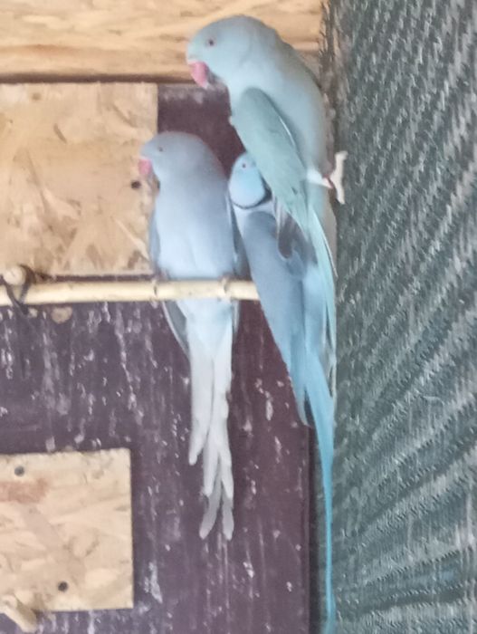 Aleksandrety obroża