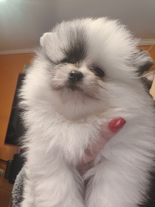 Lulu da Pomerânia menino mini