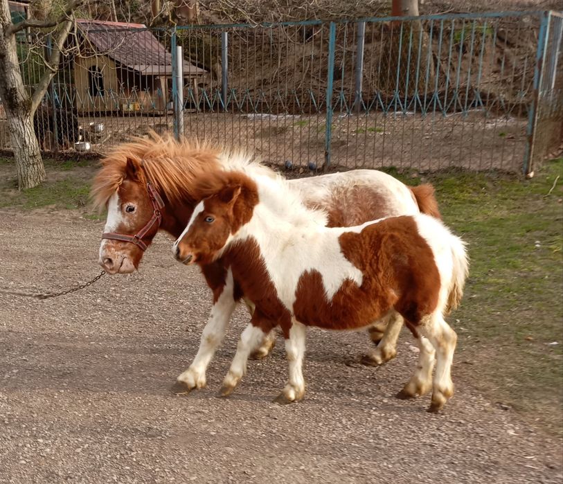 Kucyk klacz koń źrebie konik