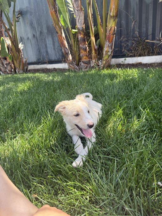 Border Collie Femêa