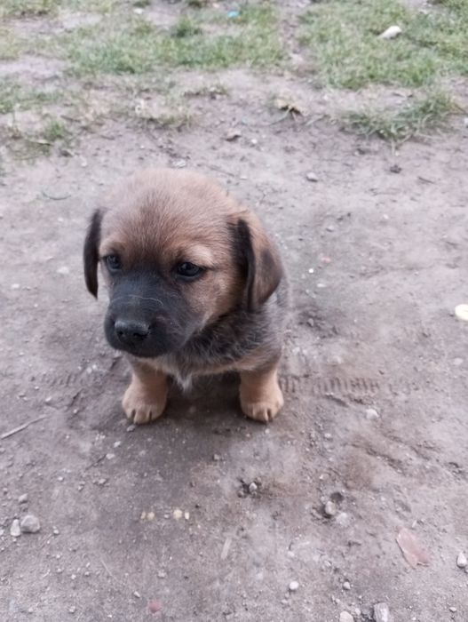 Oddam pieska hawańczyk