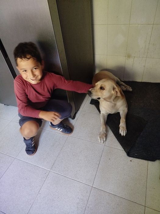 Para adopção bom cão de guarda