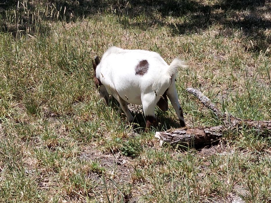 Cabrito anão adulto