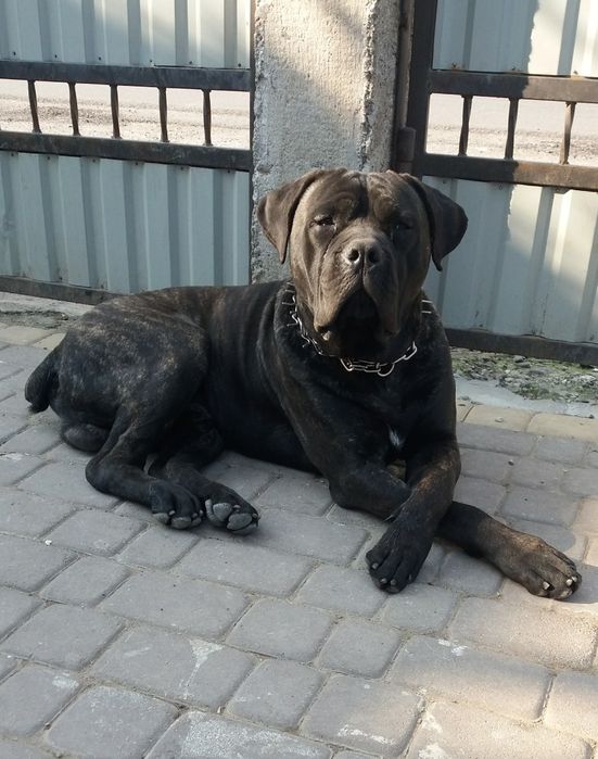 Кане корсо в'язка