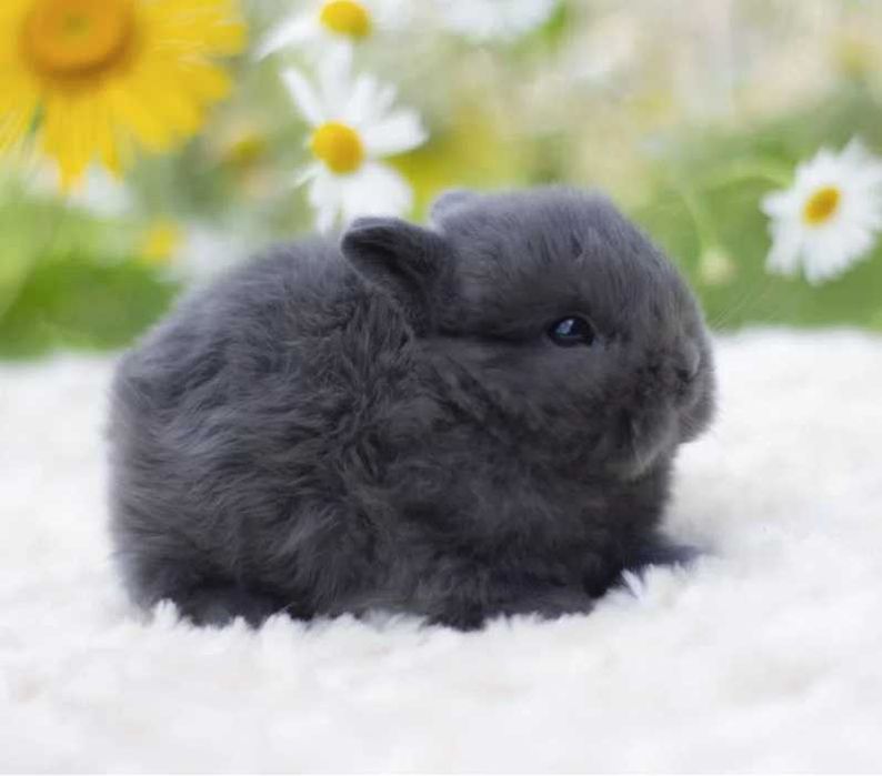 Акція!! Нідерландський карлик, кролик з міжнародними документами