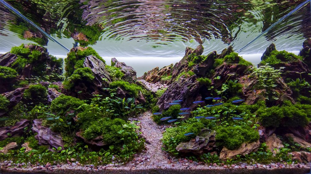 Akwarium Aranżacja