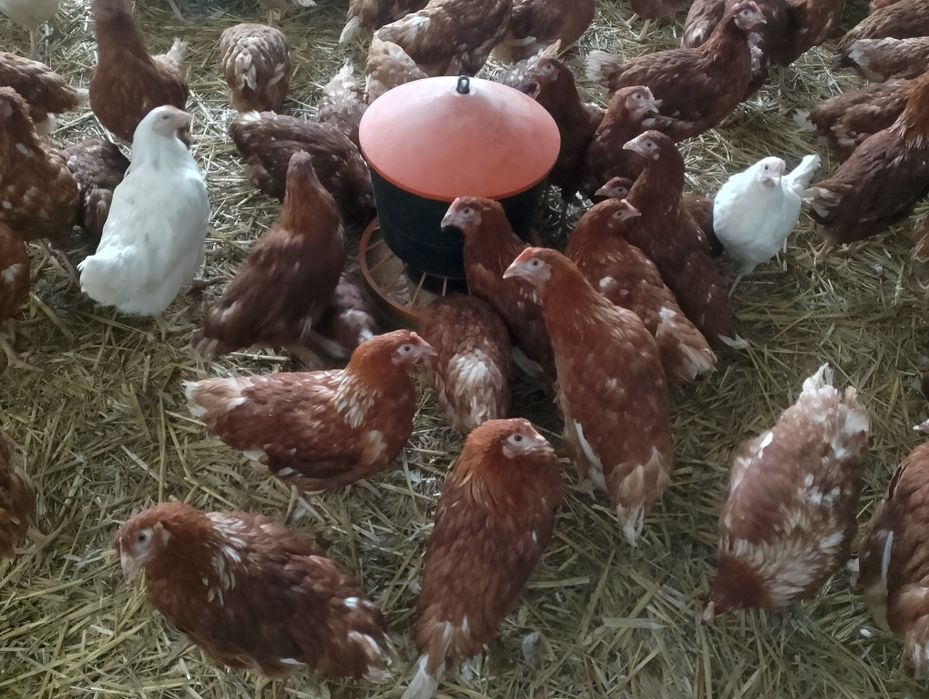 Kury nioski i inny drób