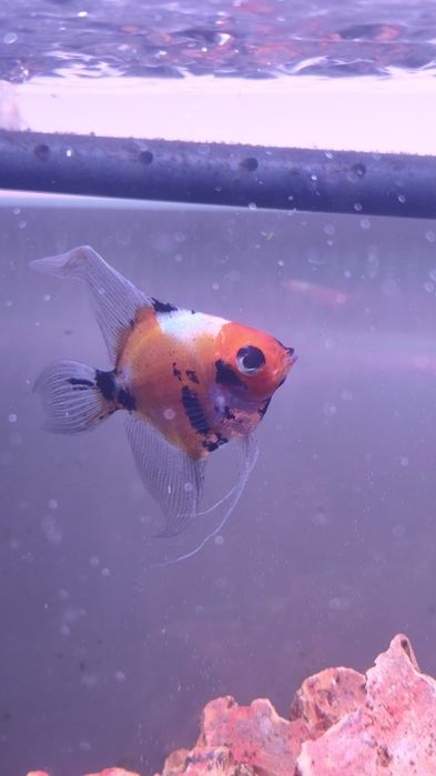 Peixe escalar para doar