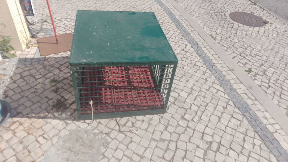 Caixa de cães li